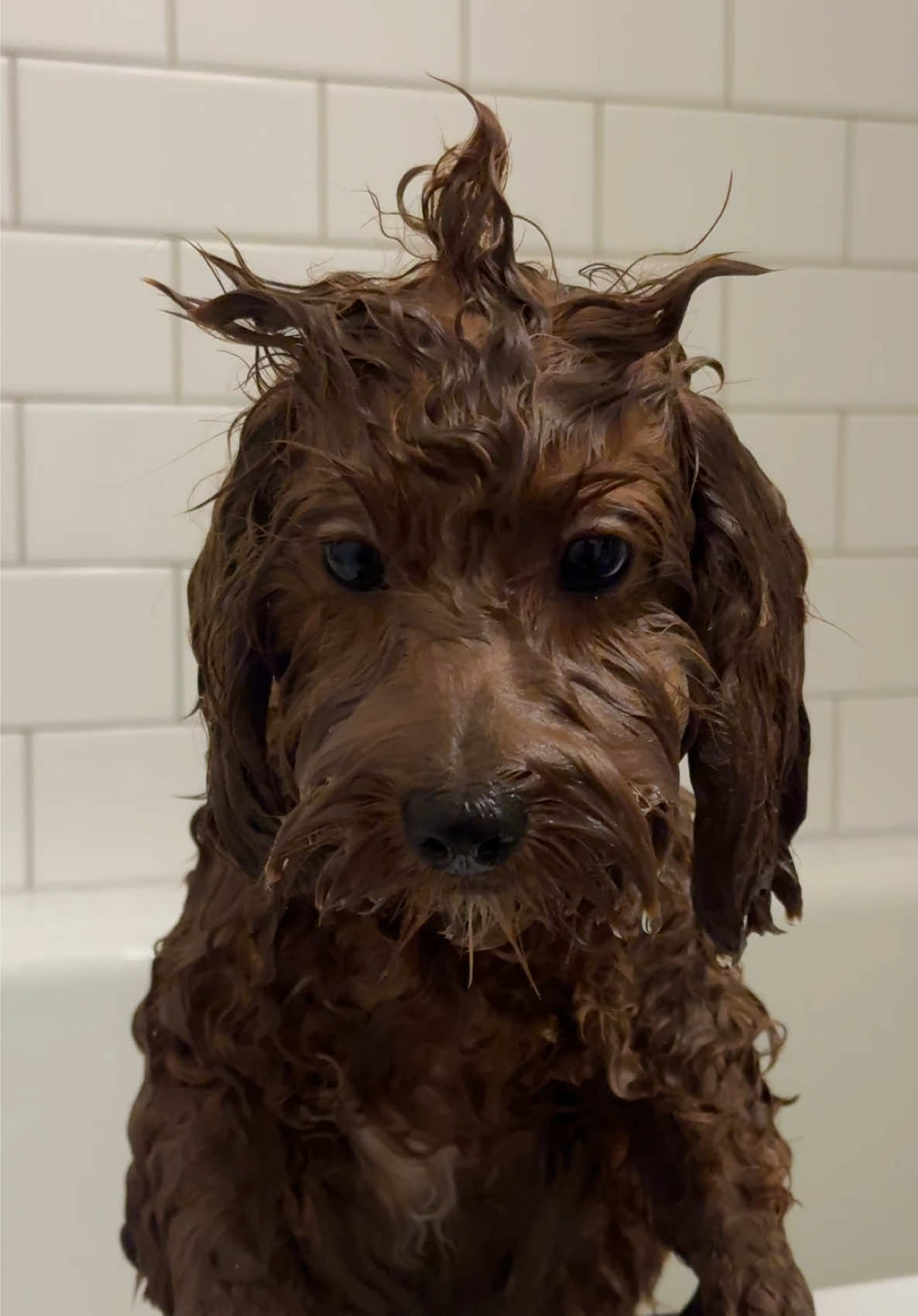 @Lilo The Cockapoo