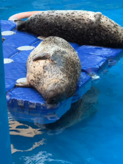 @Seal