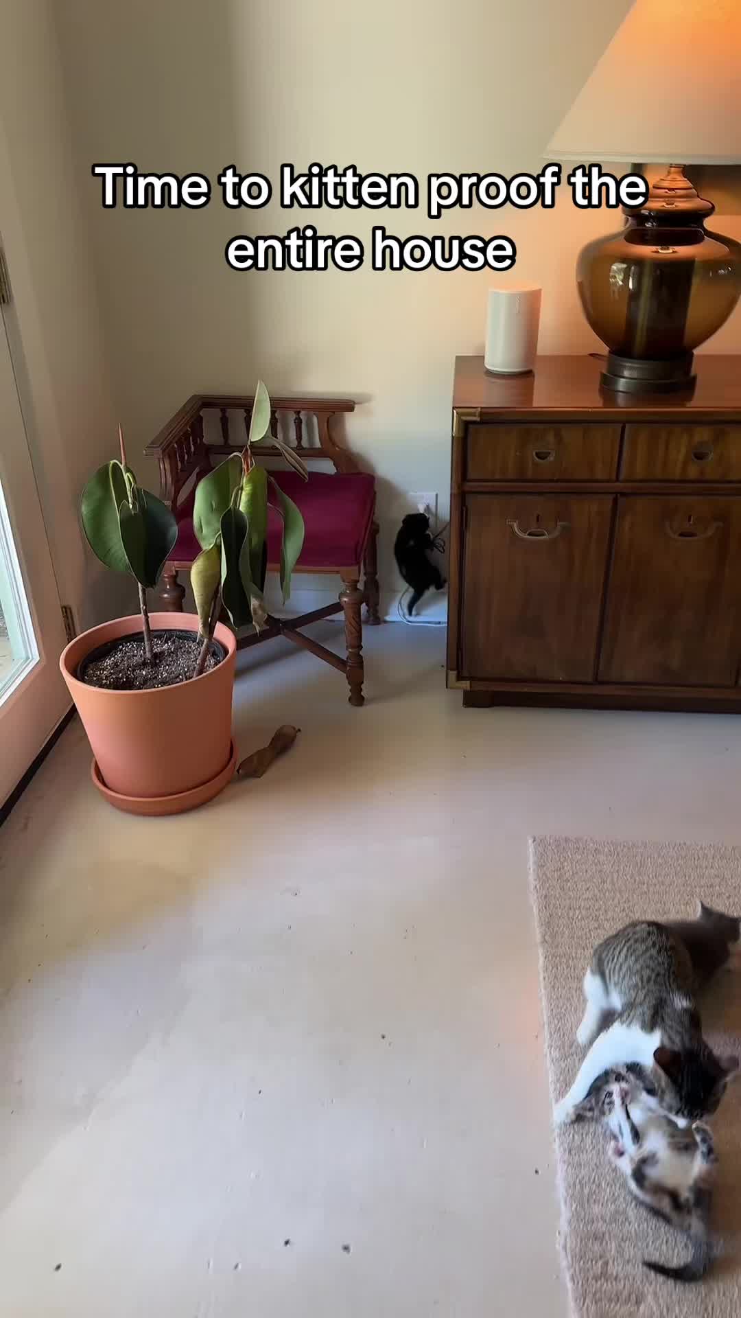 @Hassanwithkittens