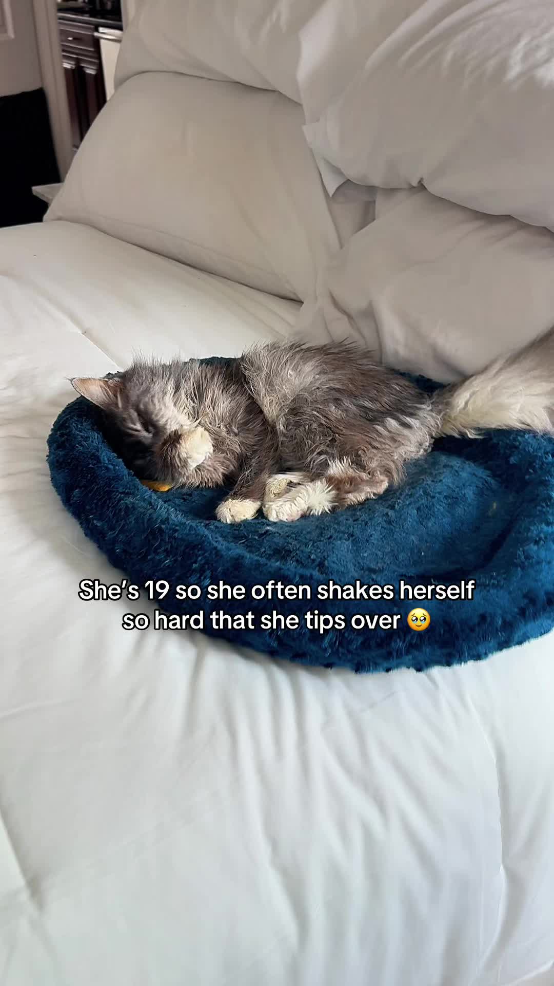 @Auntie Julie - The Cat Sitter