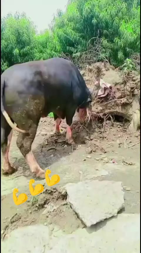 @ASAD Sarkar123