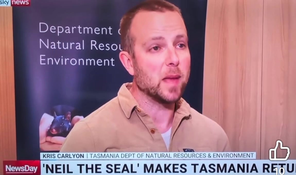 @Neil the Seal 🦭