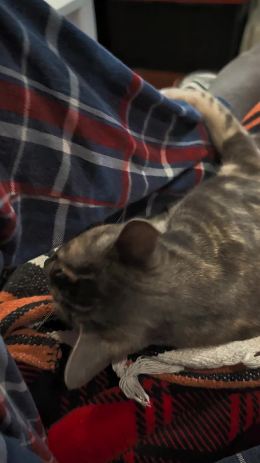 @BuffyTheKittenSpayer