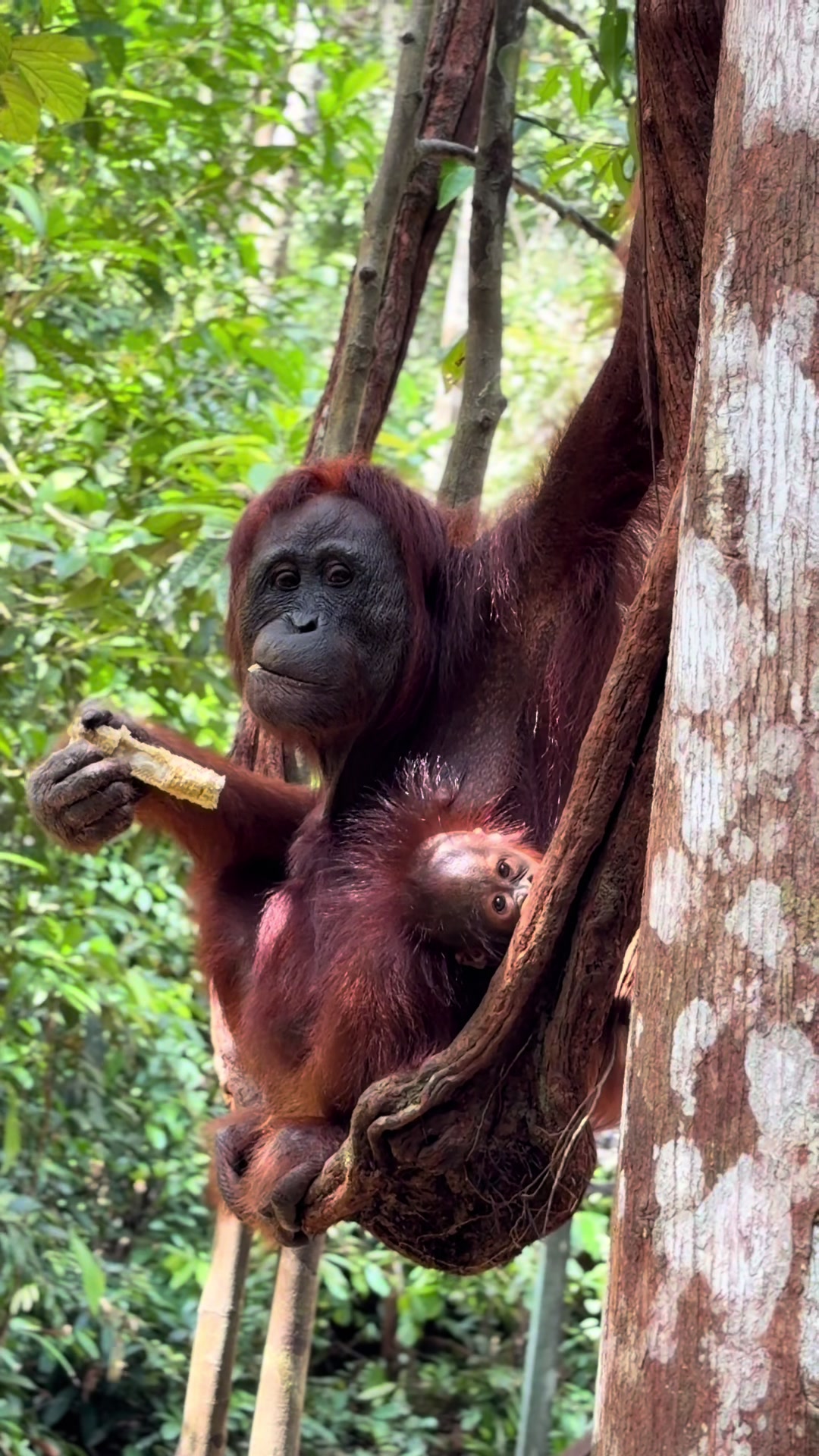 @BORNEORANGUTANSTOUR.