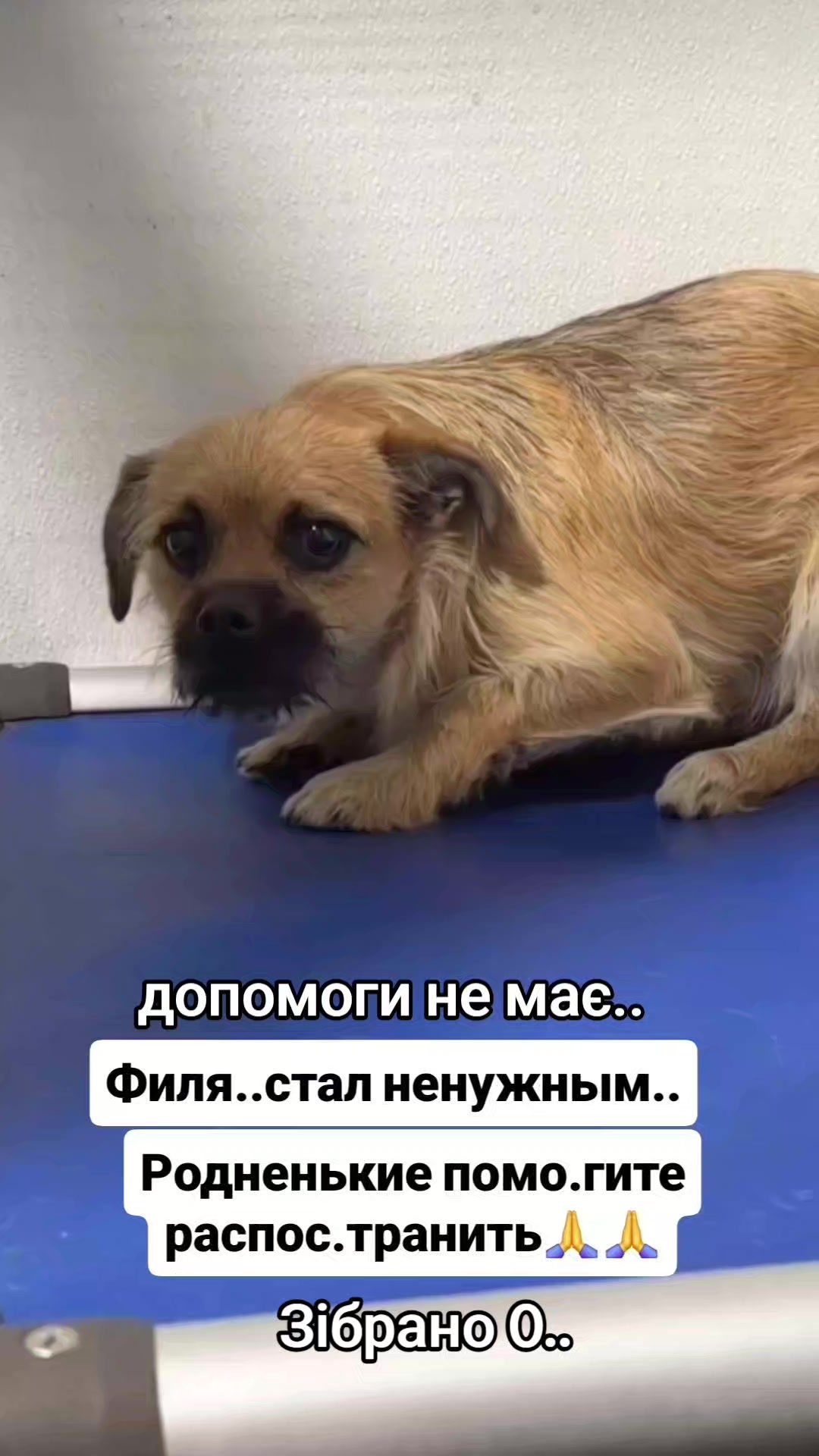 @animal