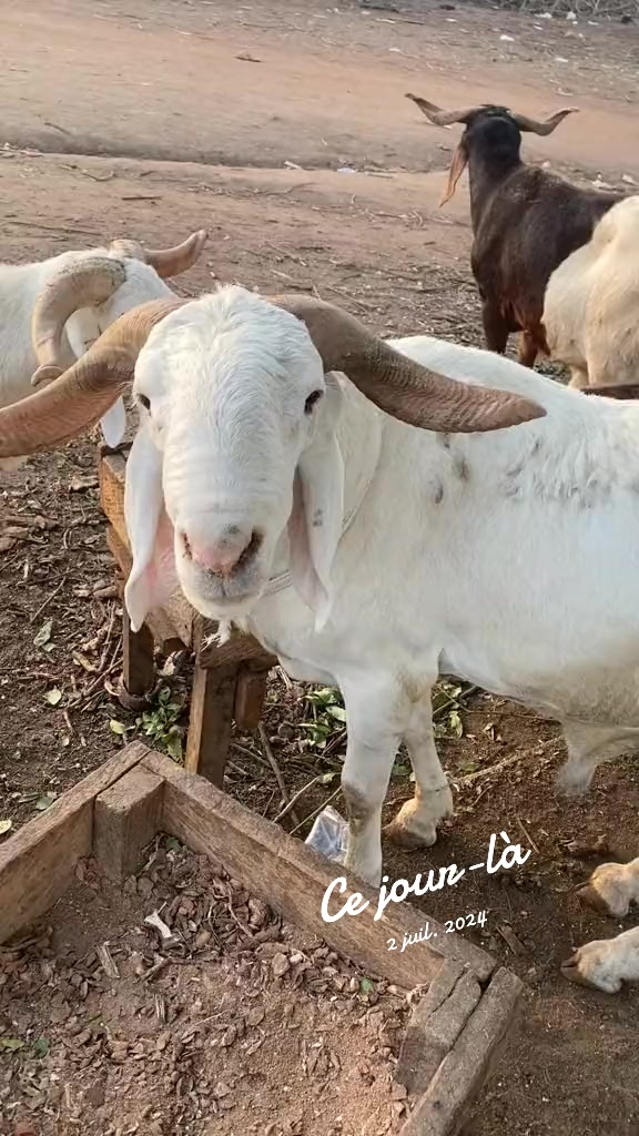 @LE BERGER☘️ÉLEVER💦🥰🇨🇮🇲🇱