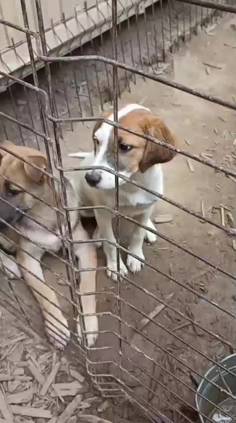 @Animals of Khimki