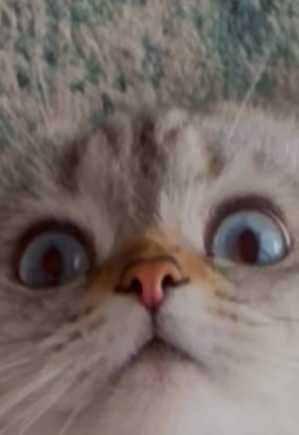 @penka_and_kittens