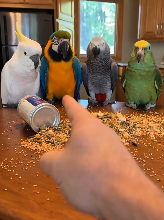 @Prankster Beaks