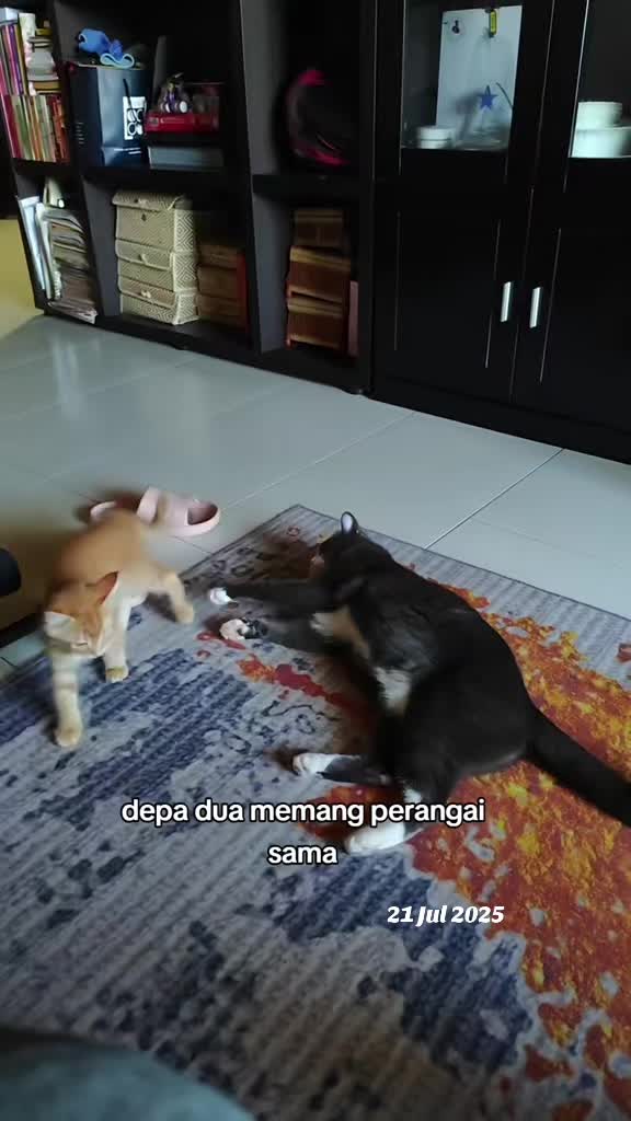 @Omma Kucing 🇲🇾🍉
