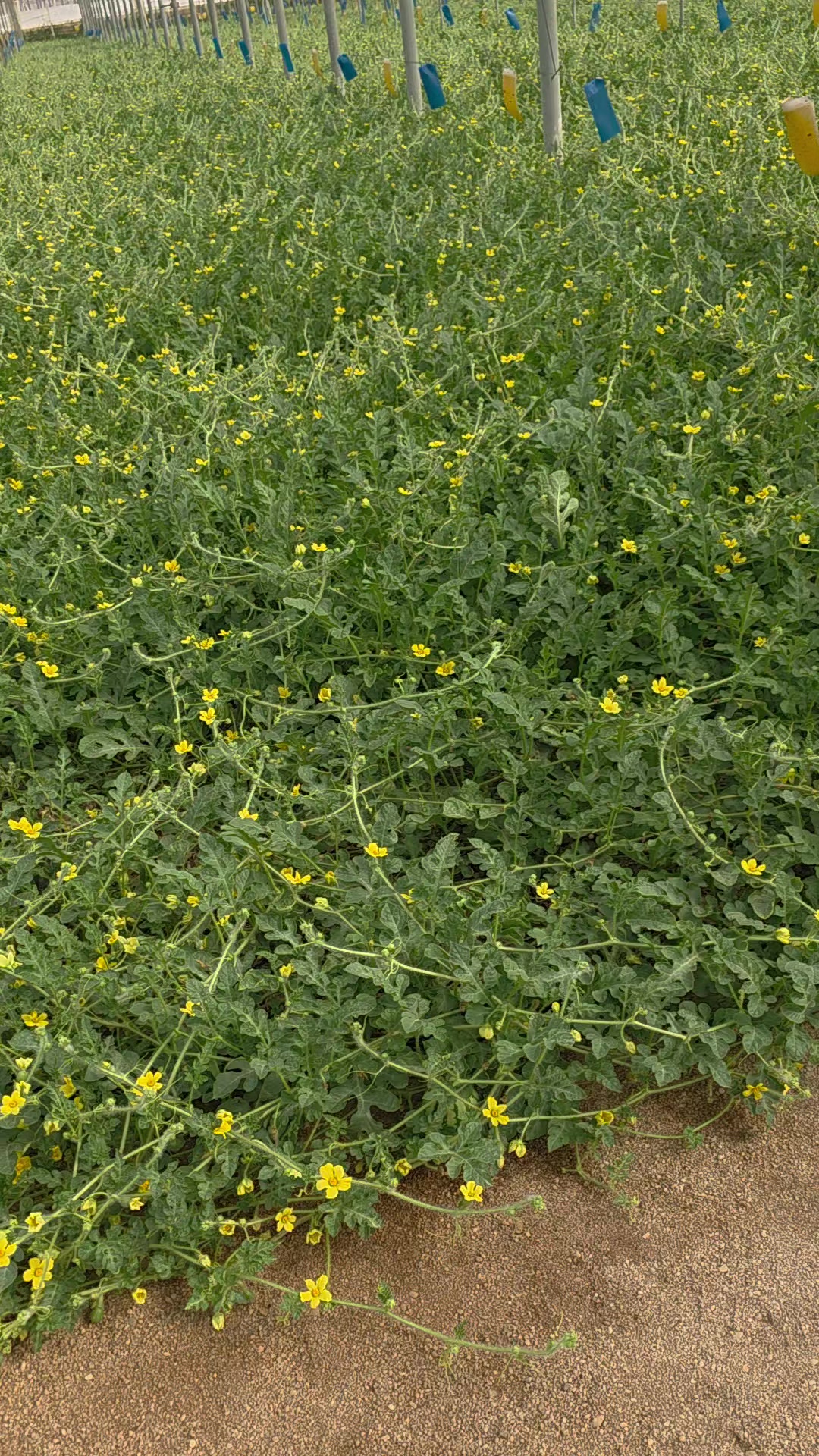 @El Extensionista del Agro