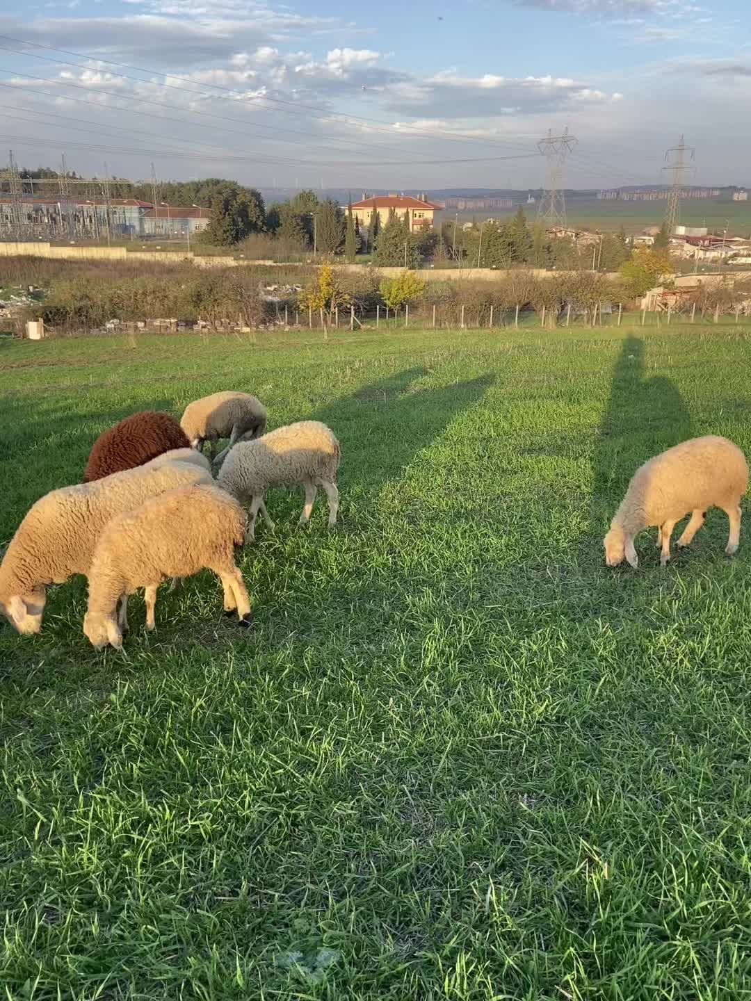 @Mehmet ŞEREMAT49
