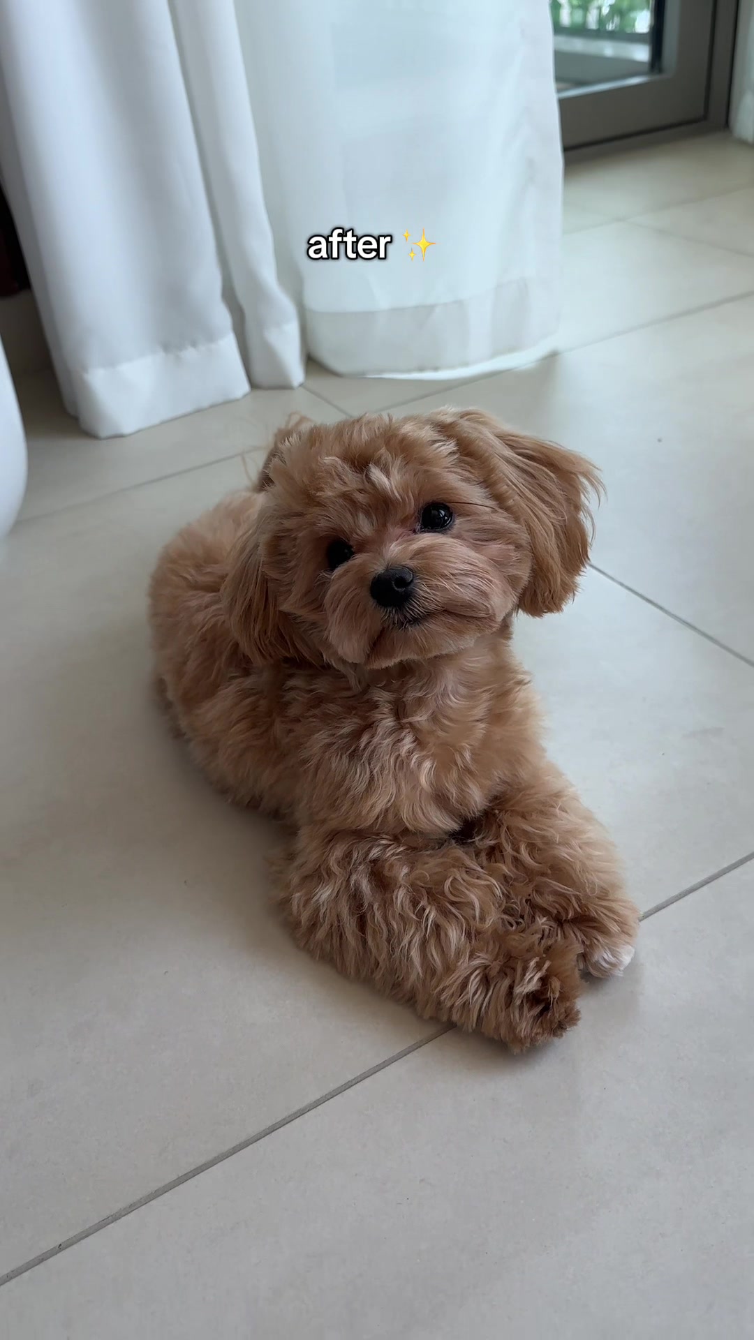 @Mochi the Maltipoo 🐻