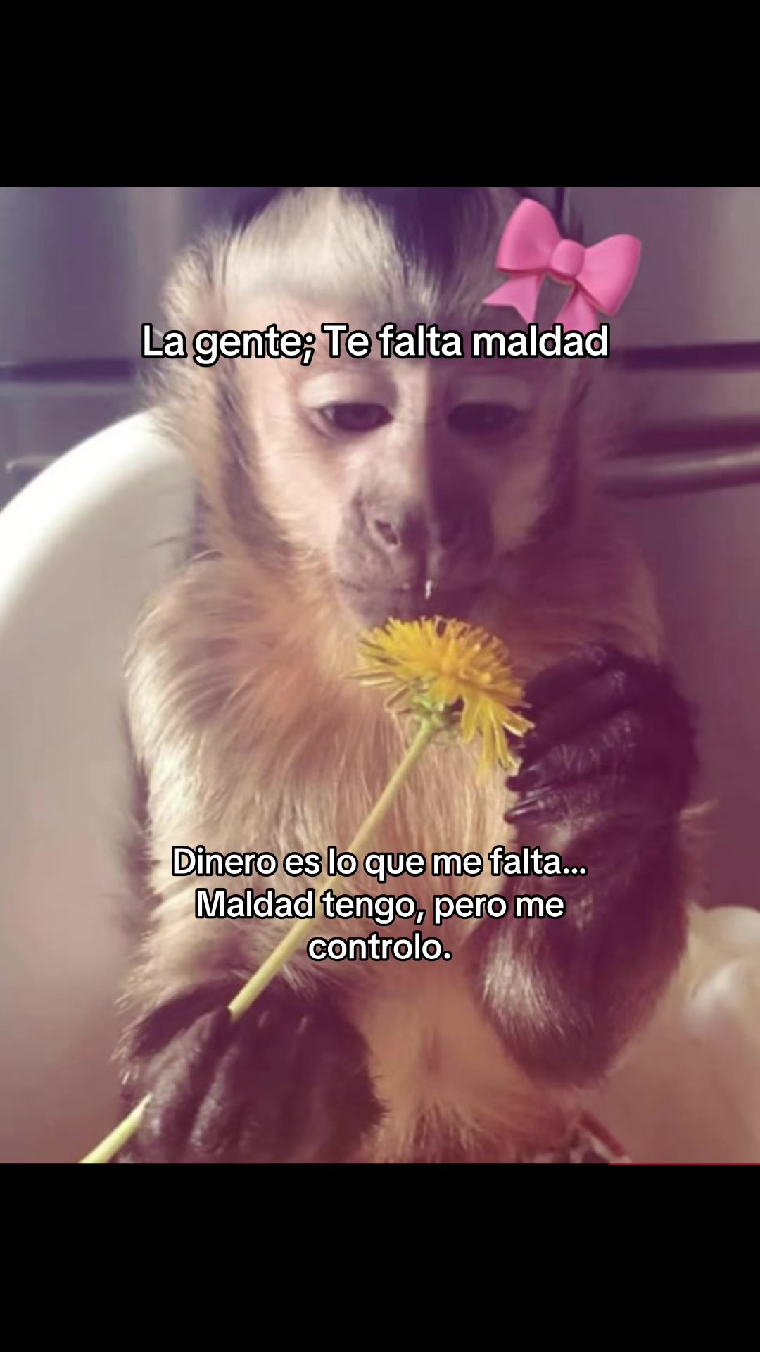 @C 🌸