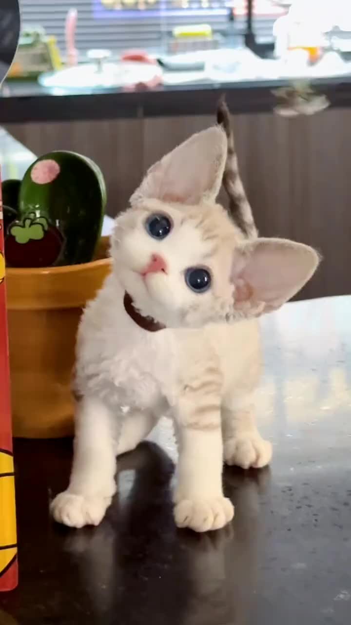 @furry kids