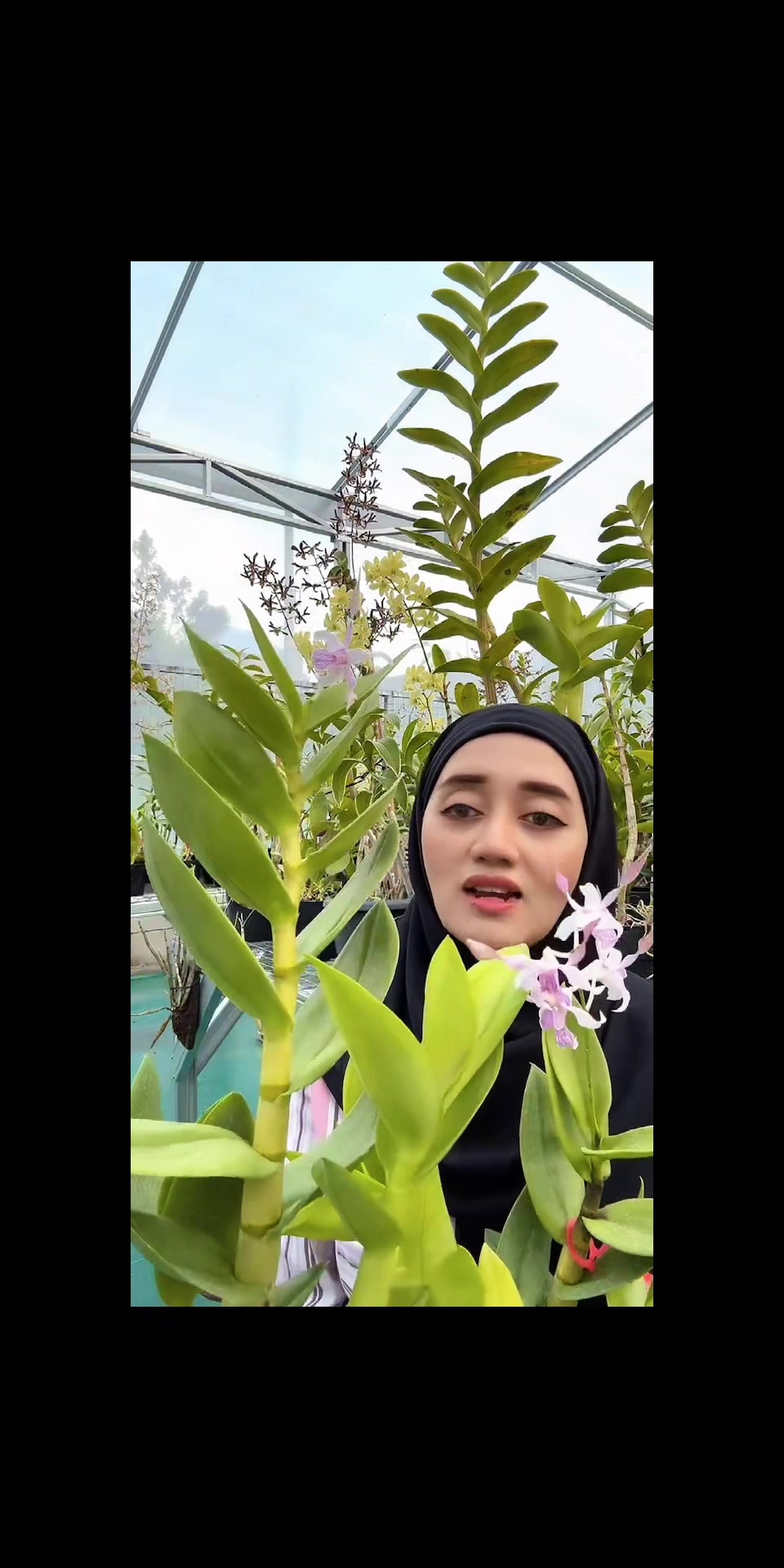 @Anggina Orchid