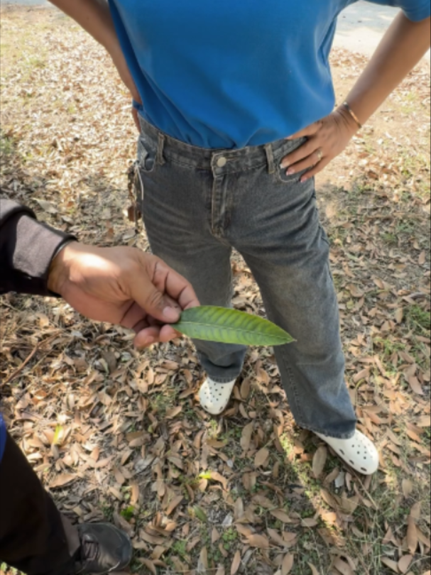 @4Tree A4S Thailand