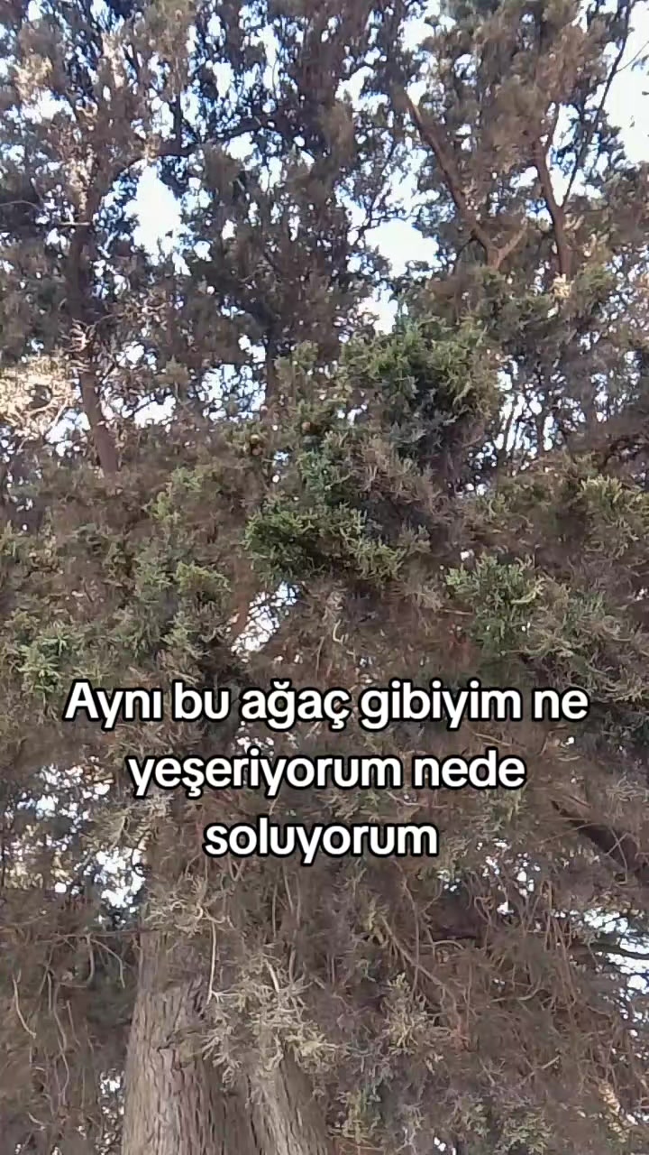 @leylahelvacii