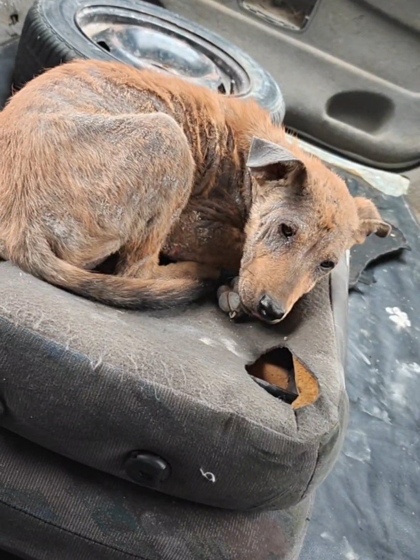 @Veterinaire Tizi-Ouzou