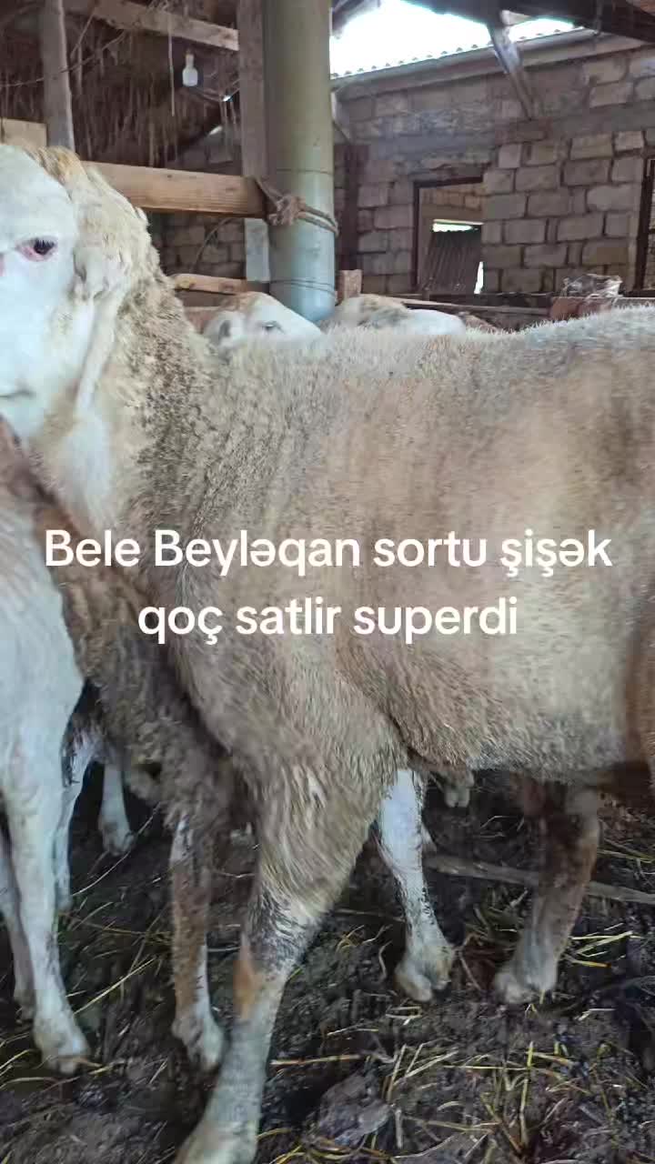 @🇦🇿 Fermer 11 🇹🇷