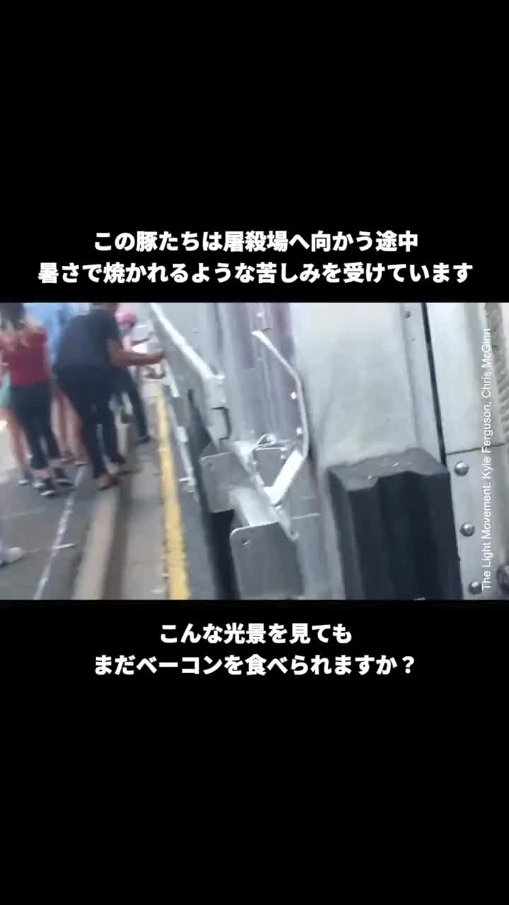 @PETAアジア 動物の倫理的扱いを求める人々の会 JAPAN