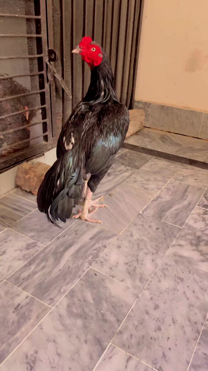 @🦅Home Breed Aseel 🦅
