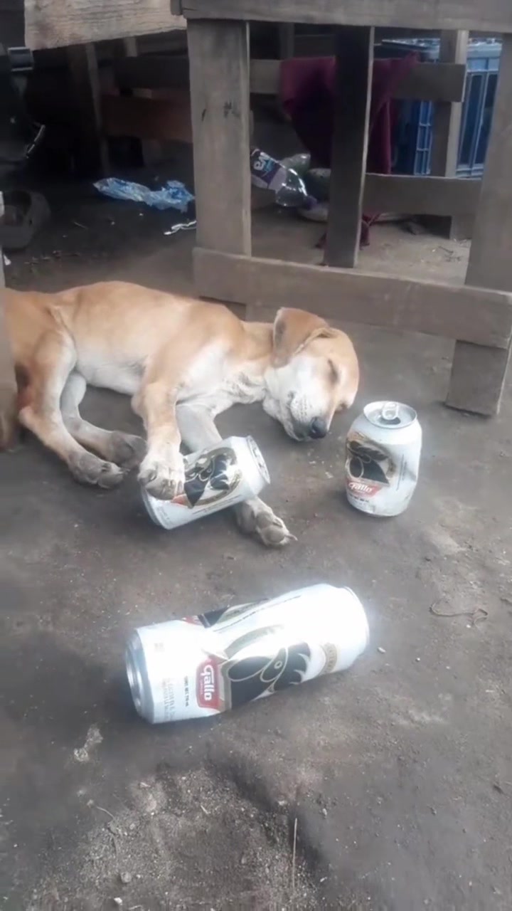 @auraful_animals