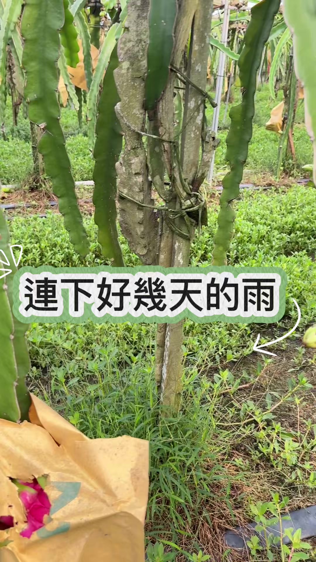 @滿幸福果園