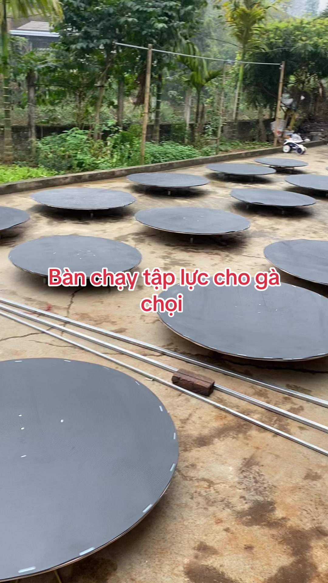 @Tập Lực G&agrave; Chọi -Avi Chim
