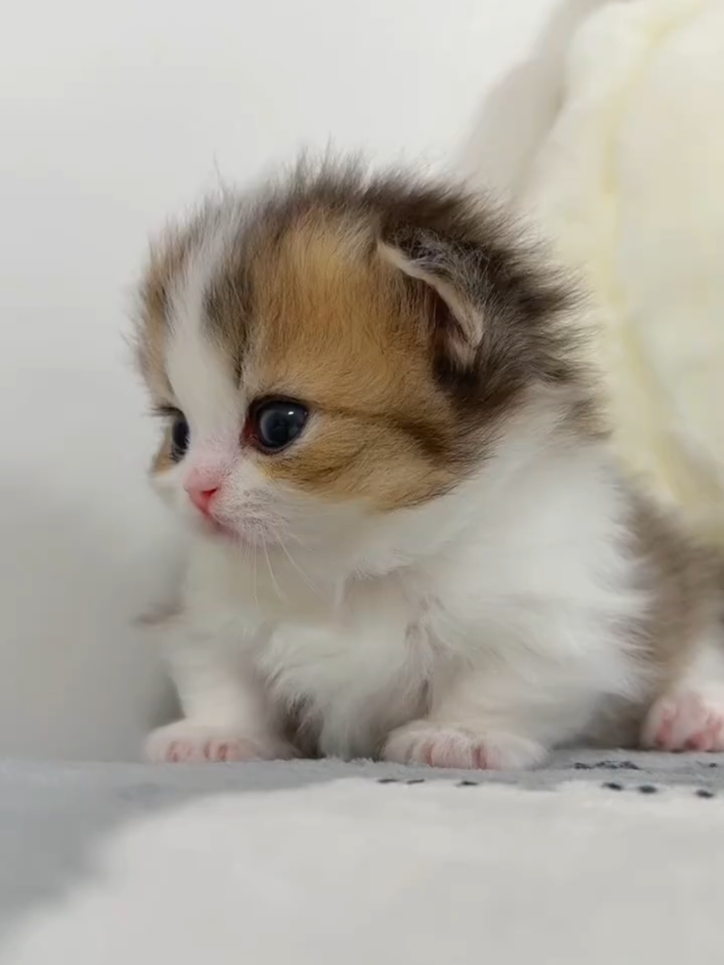 @kikicat