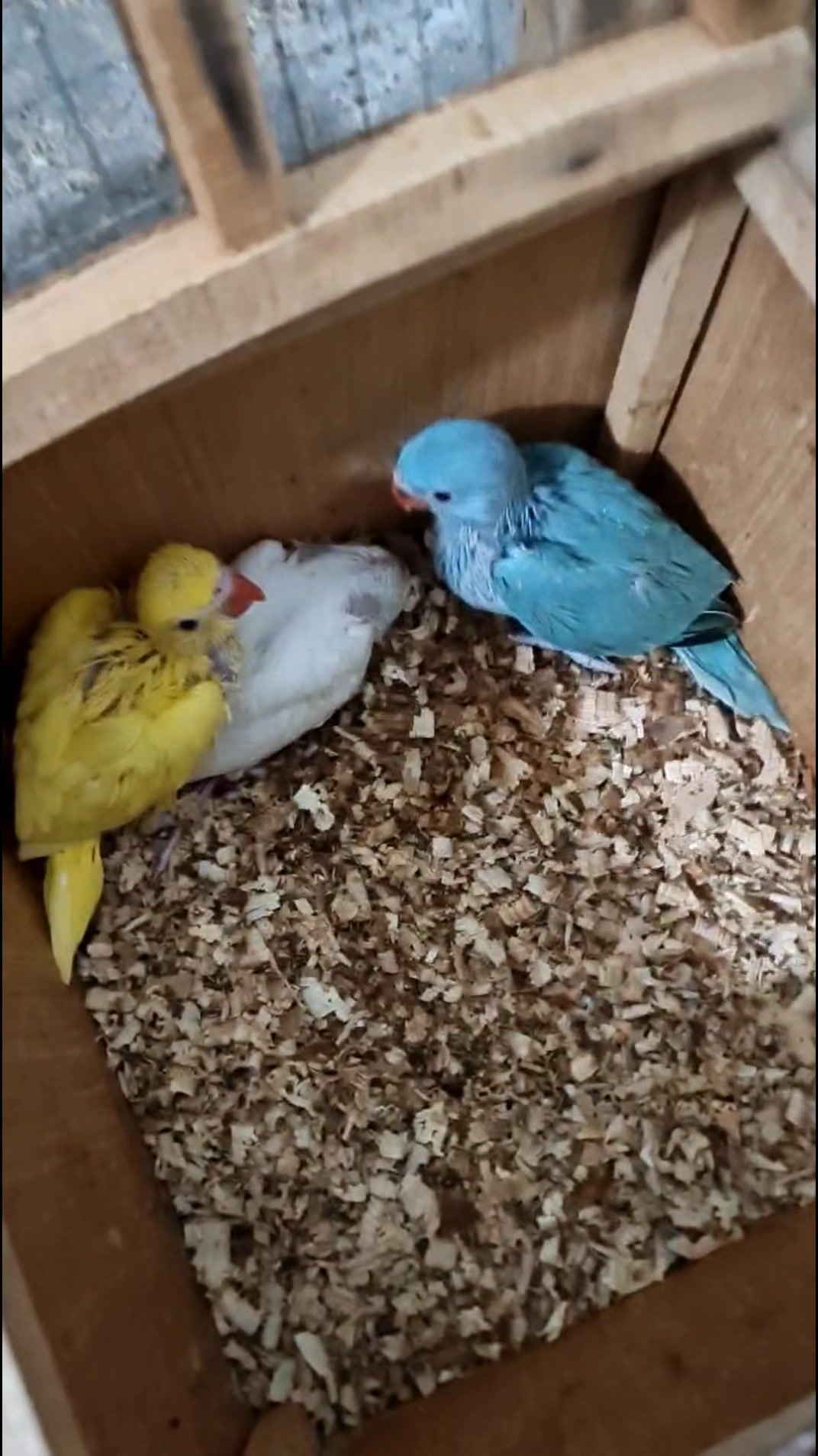 @ROYAL BIRD US