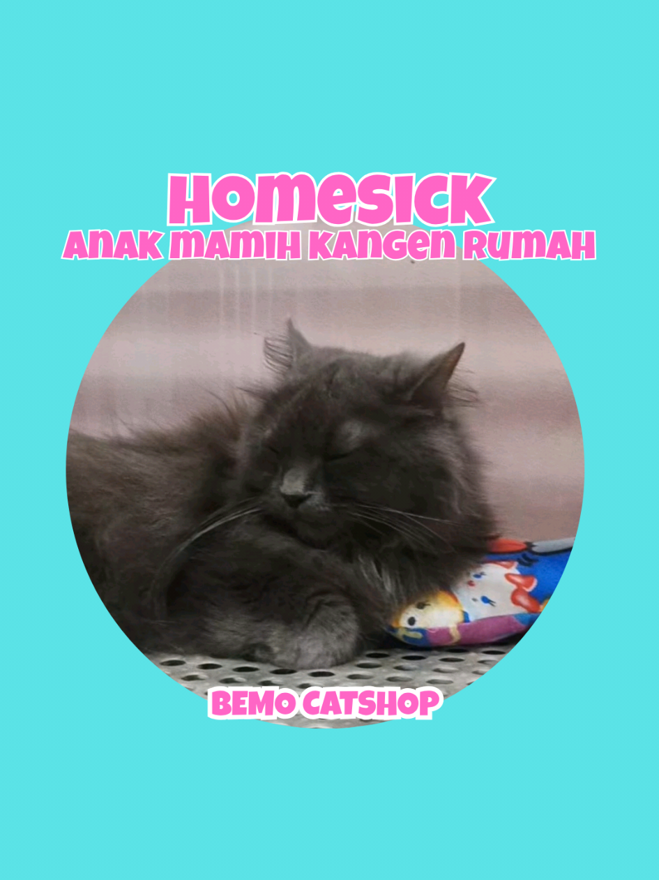 @Bemo Catshop