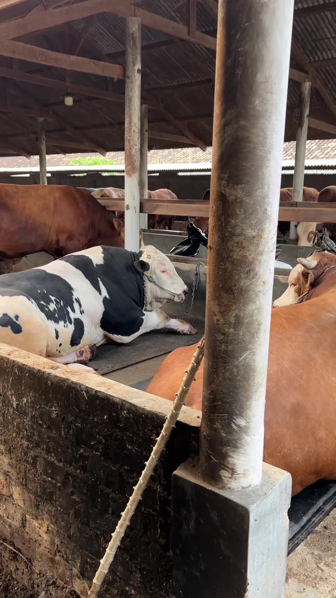 @Wisnu Farm Lampung