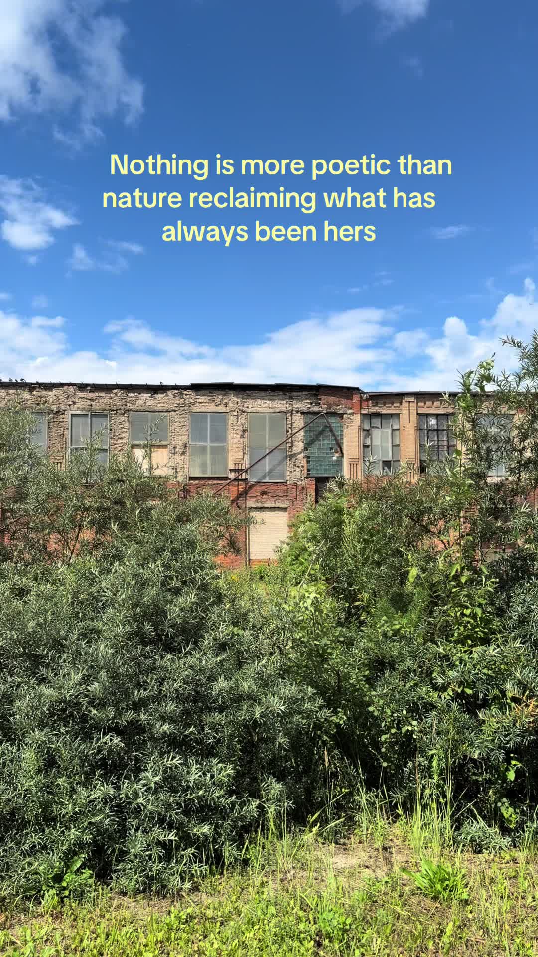 @лягушка