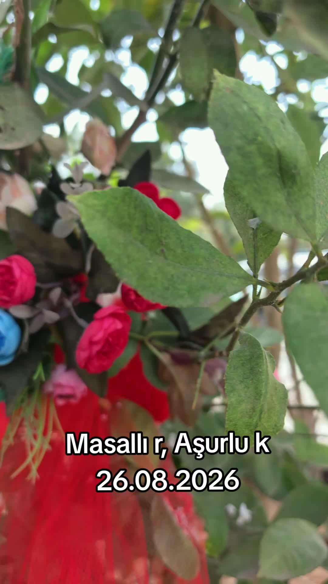 @Peyman MEMMEDOGLU