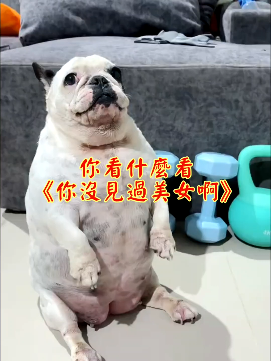 @雞不叫也天亮