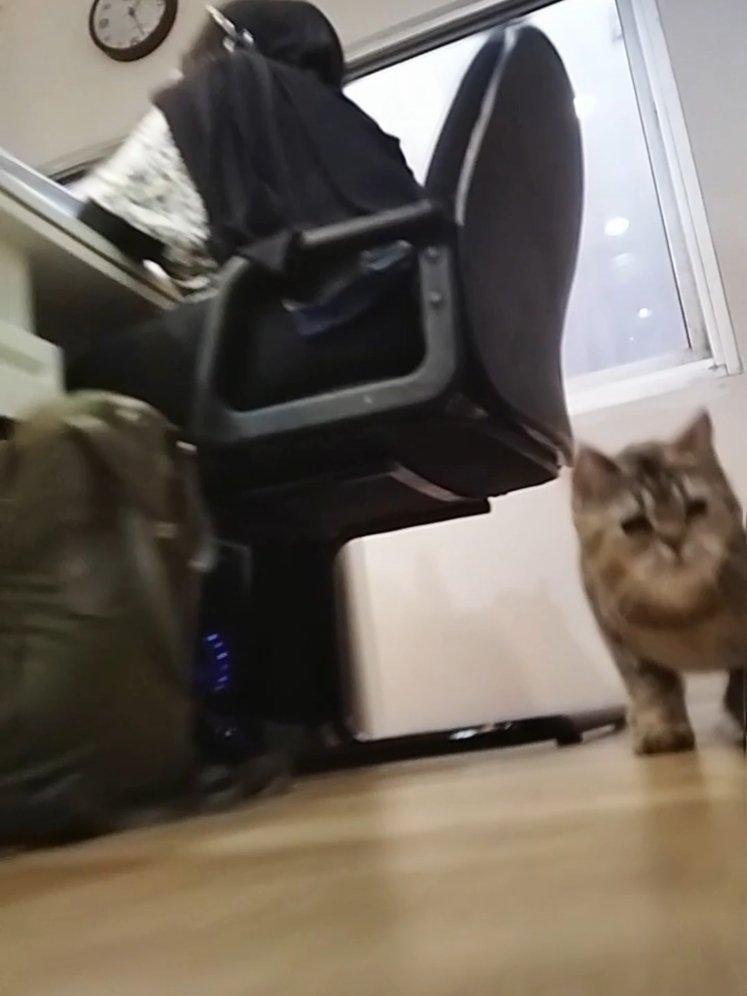 @dutchthebritishcat