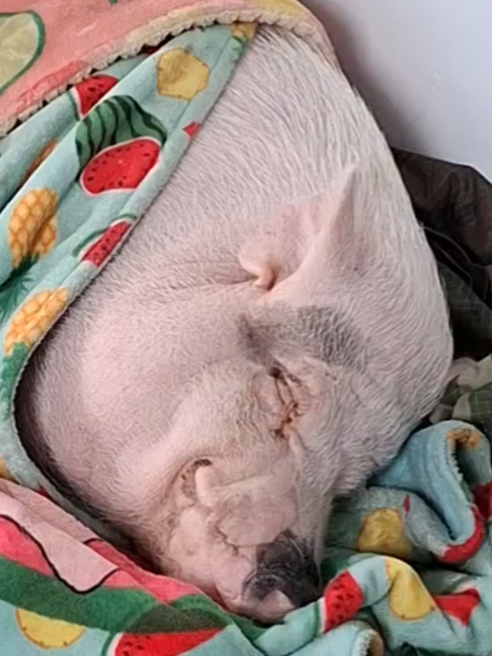 @🐷Ibi.pig🐷