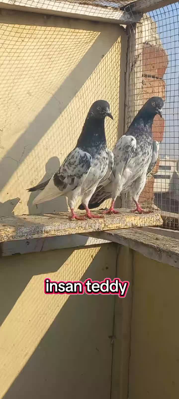 @Ranakasuripigeon