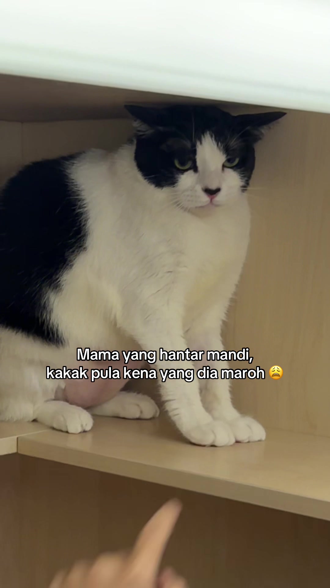 @Catswell Family