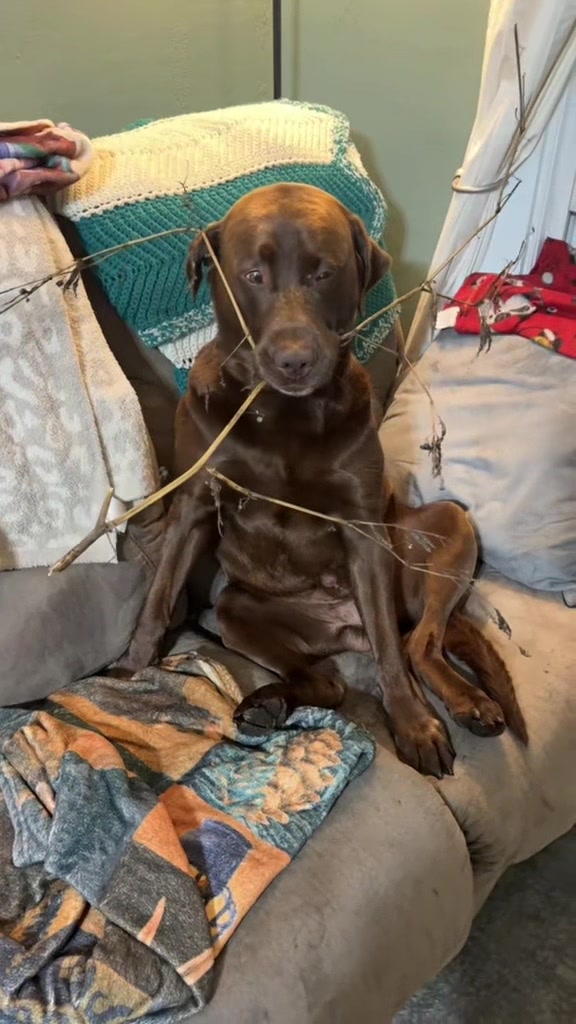 @Mel & Moose 🤎🐾