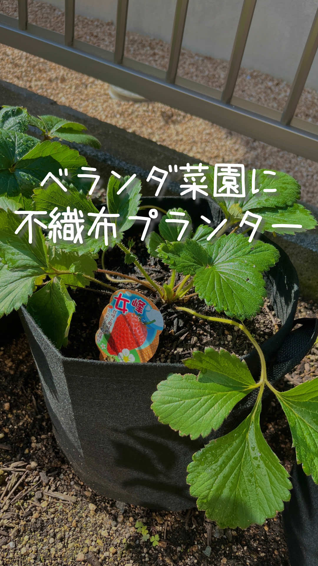 @はる|年間100種類の野菜を育てる3児のママ🍅