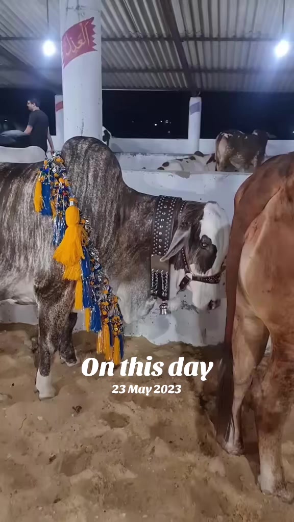@Animals lover