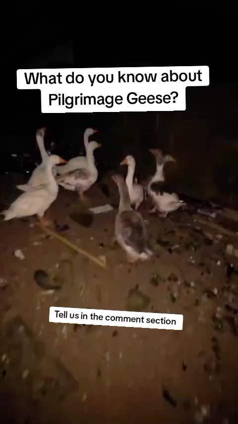 @AgroFount