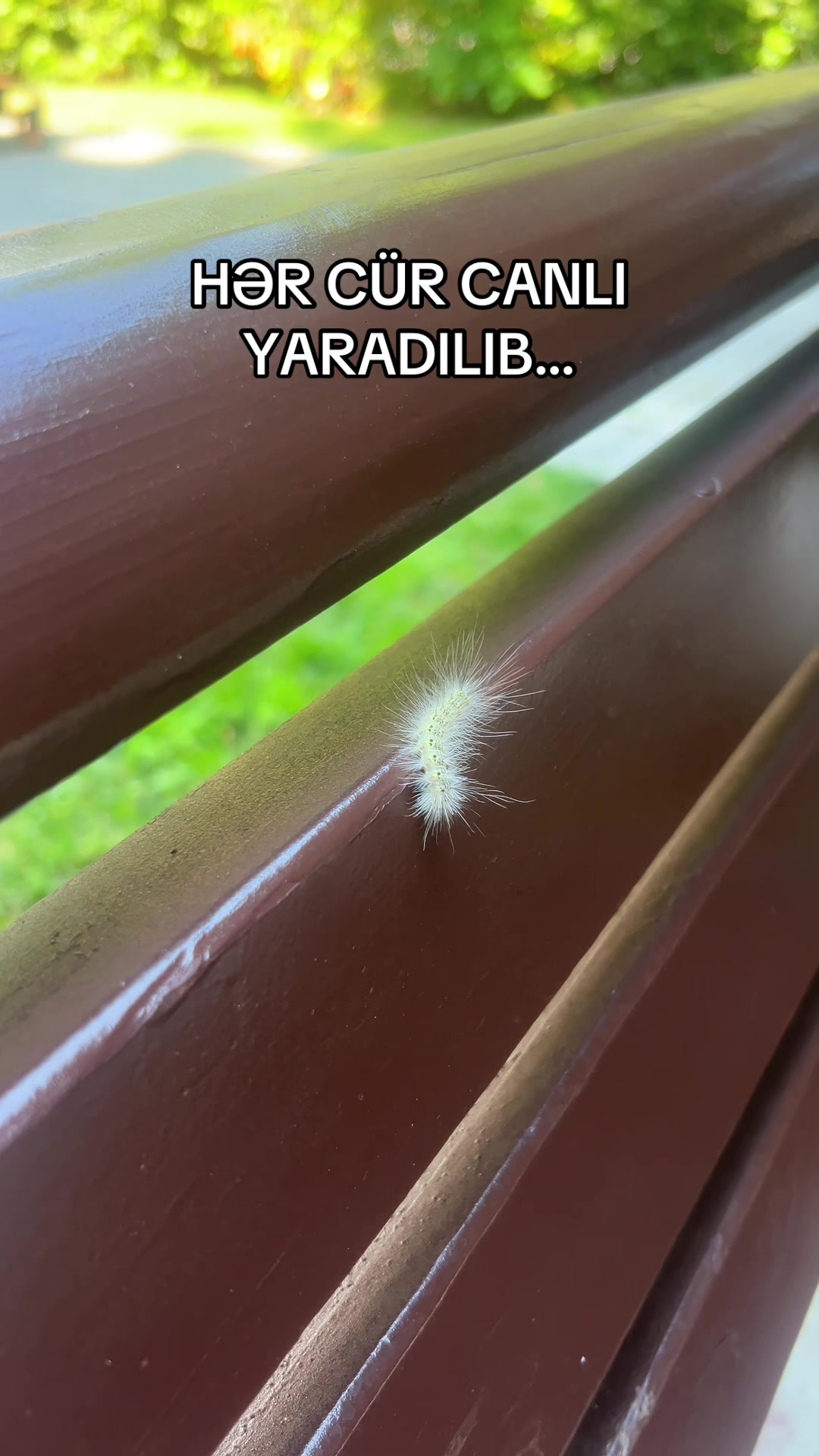 @Vilayət Muxtar