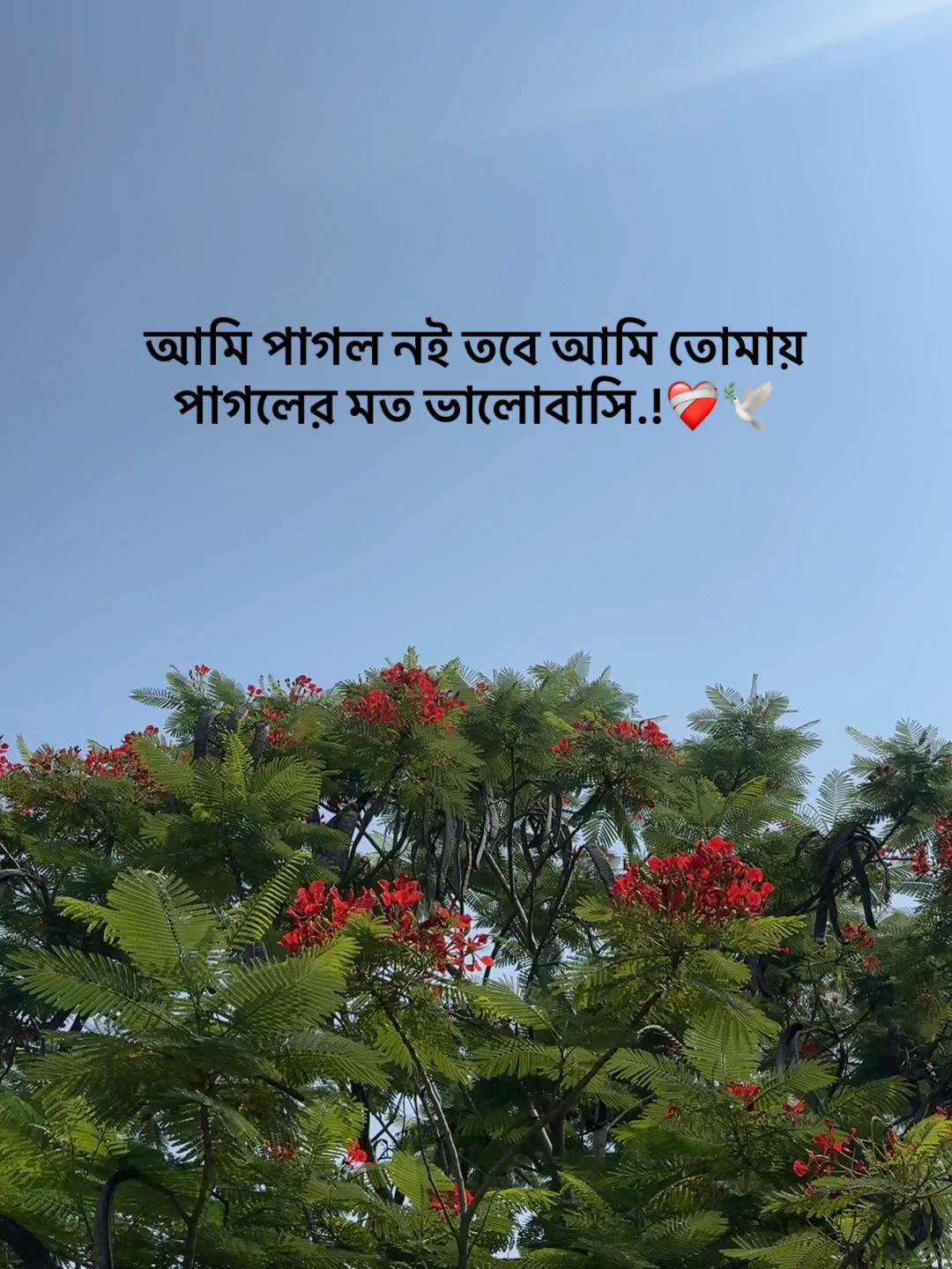 @সা জু 📜