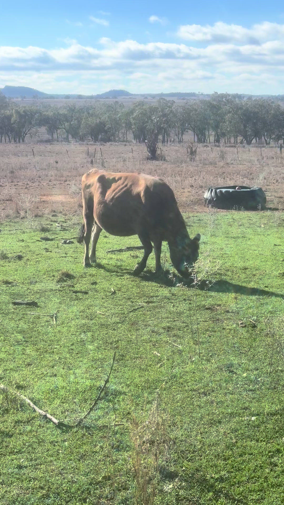 @🐮