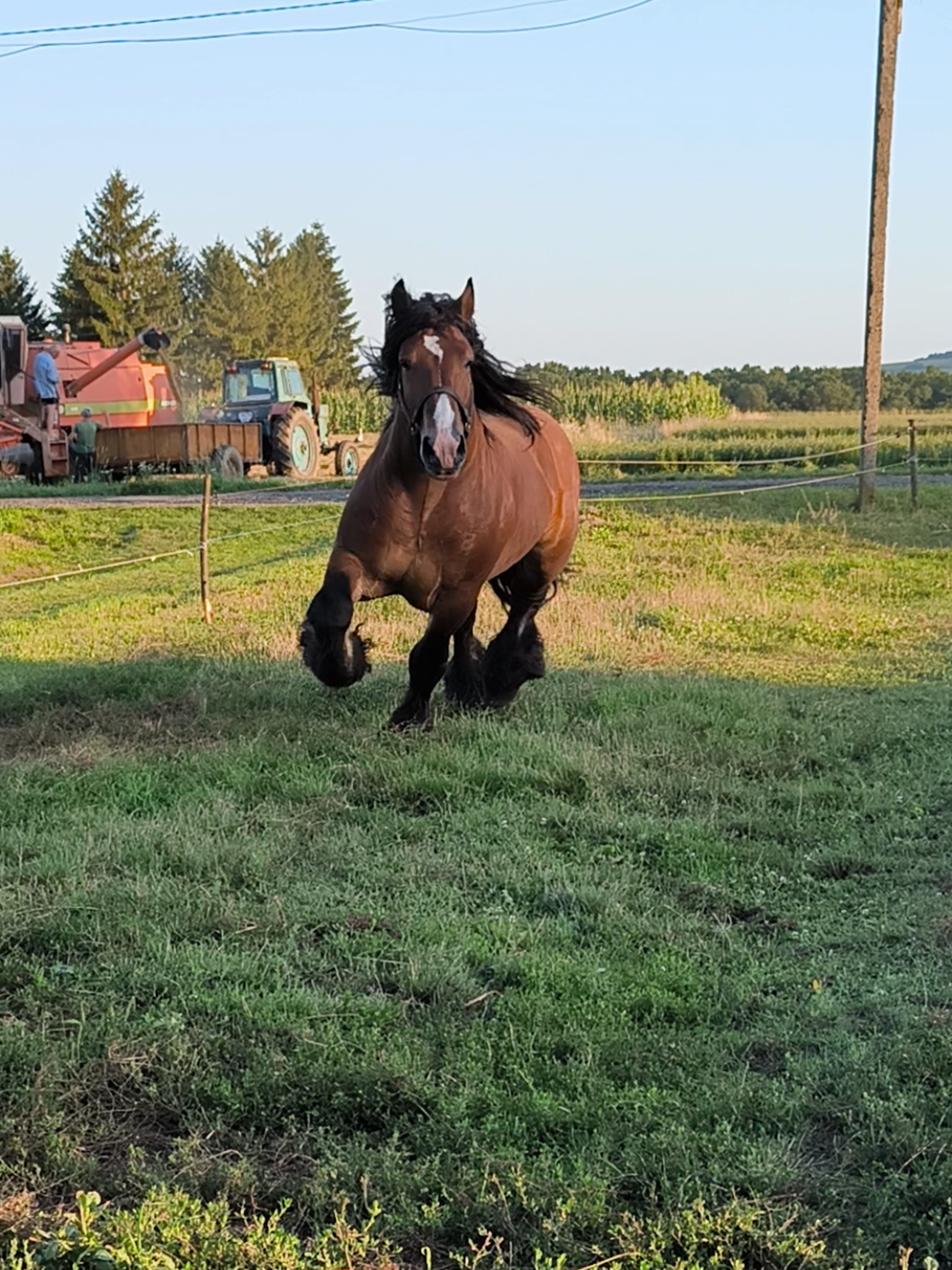 @ВАСЯ БОЙЧУК 🐎