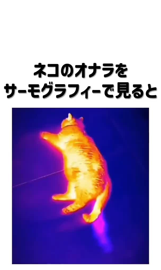 @kurepin0888