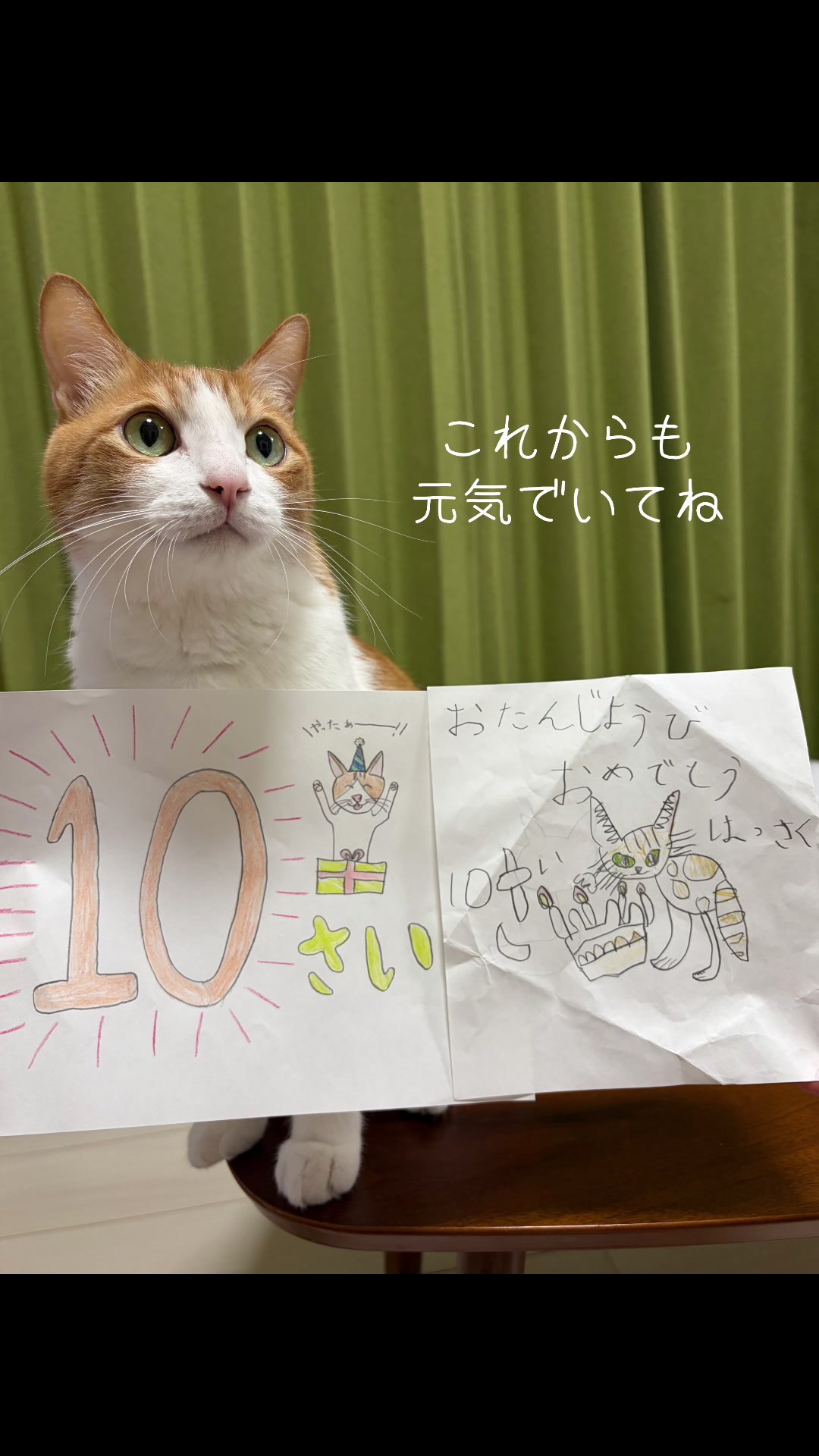 @猫のはっさく